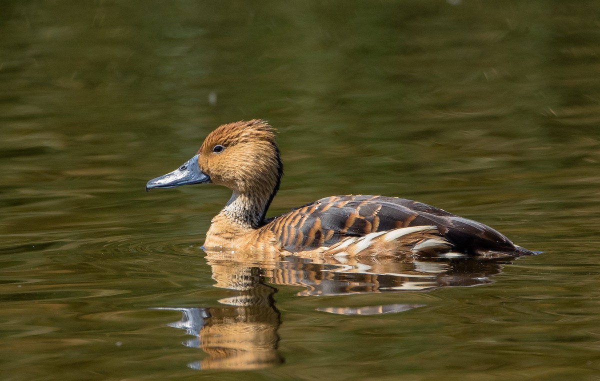 Dendrocygne fauve - ML104631711