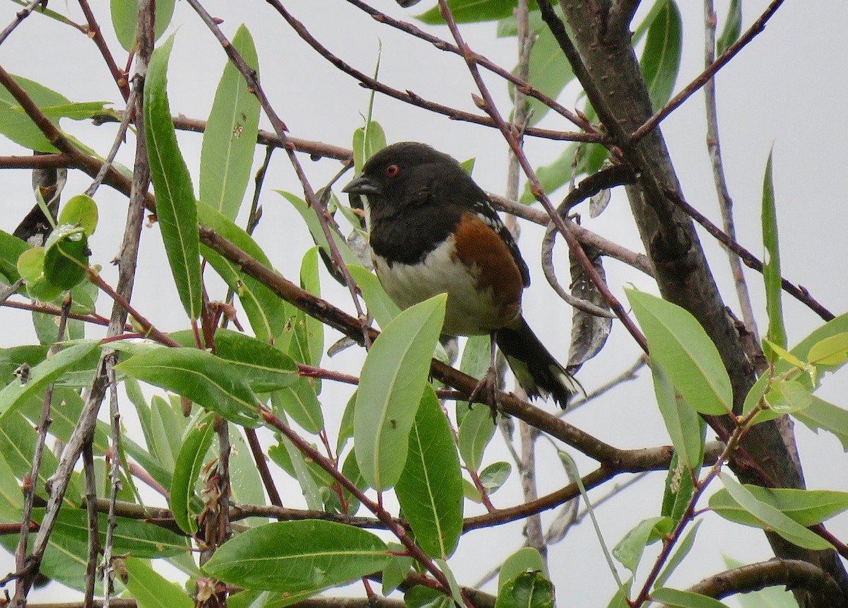 Spotted Towhee - Lois Goldfrank