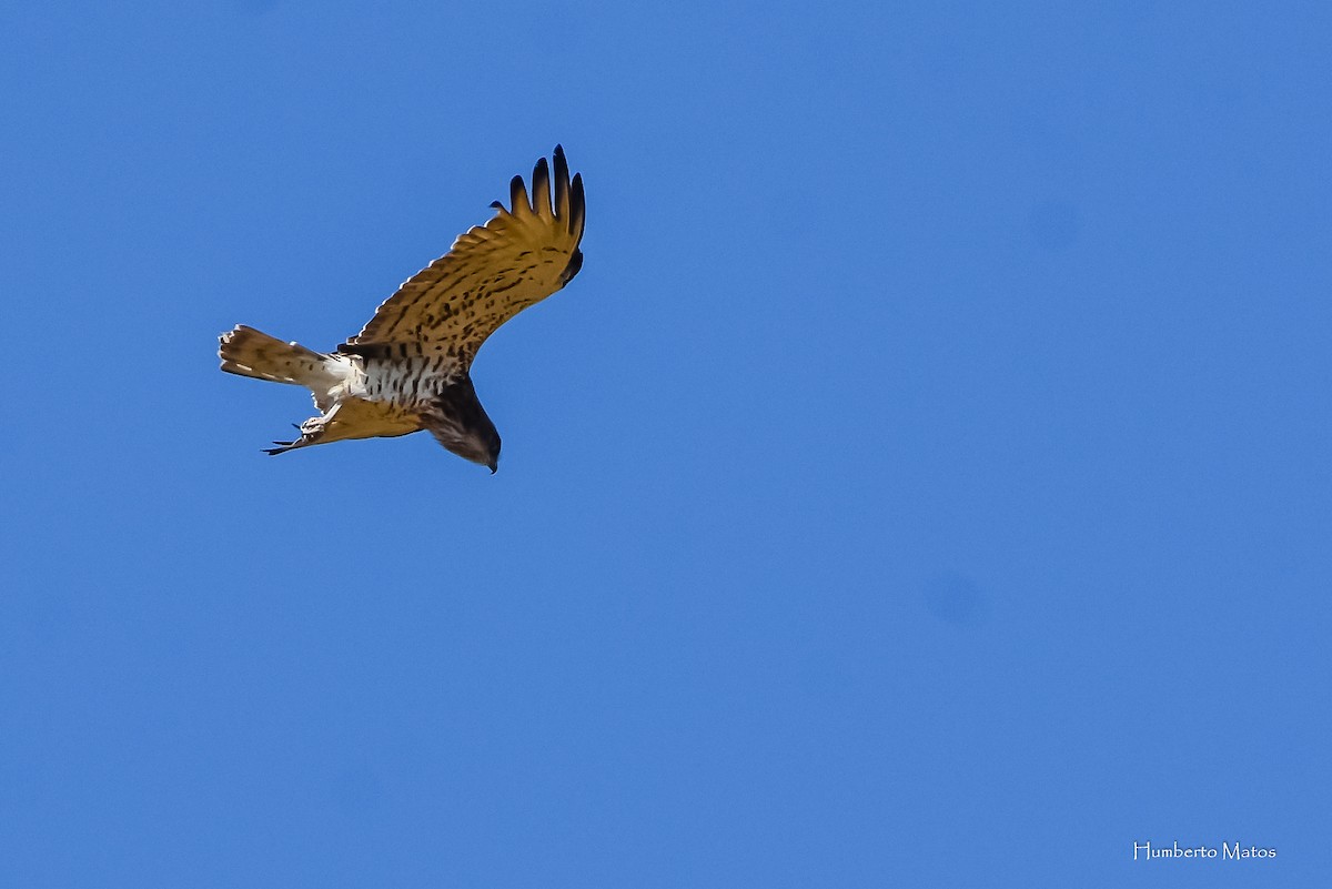 Short-toed Snake-Eagle - Humberto Matos