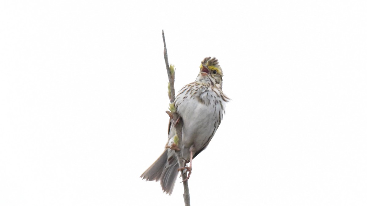 Savannah Sparrow - ML104634641