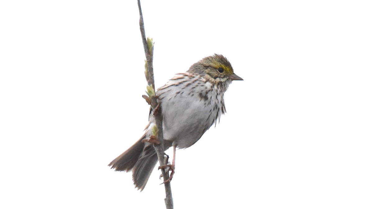 Savannah Sparrow - ML104634681