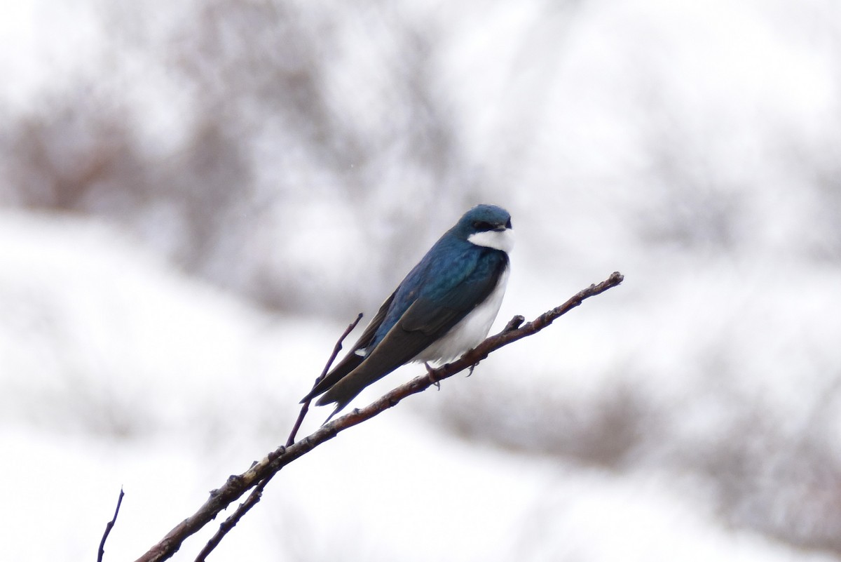 Tree Swallow - ML104634741