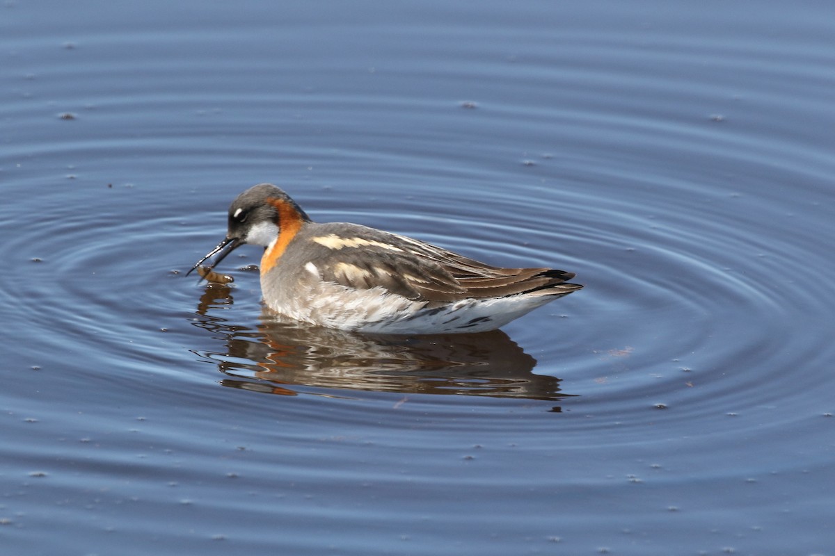 Phalarope à bec étroit - ML104635421