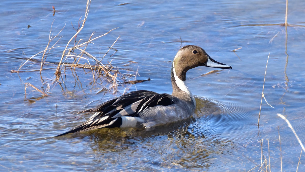 Northern Pintail - Curtis McCamy