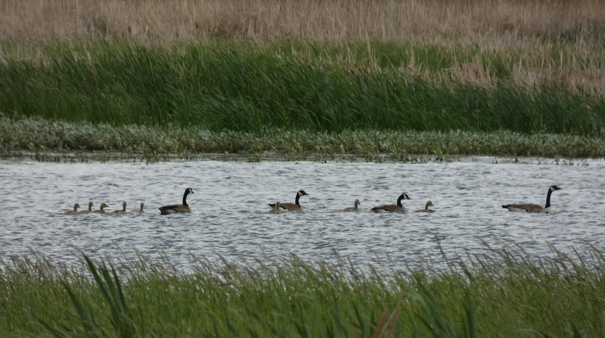 Canada Goose - ML104637291