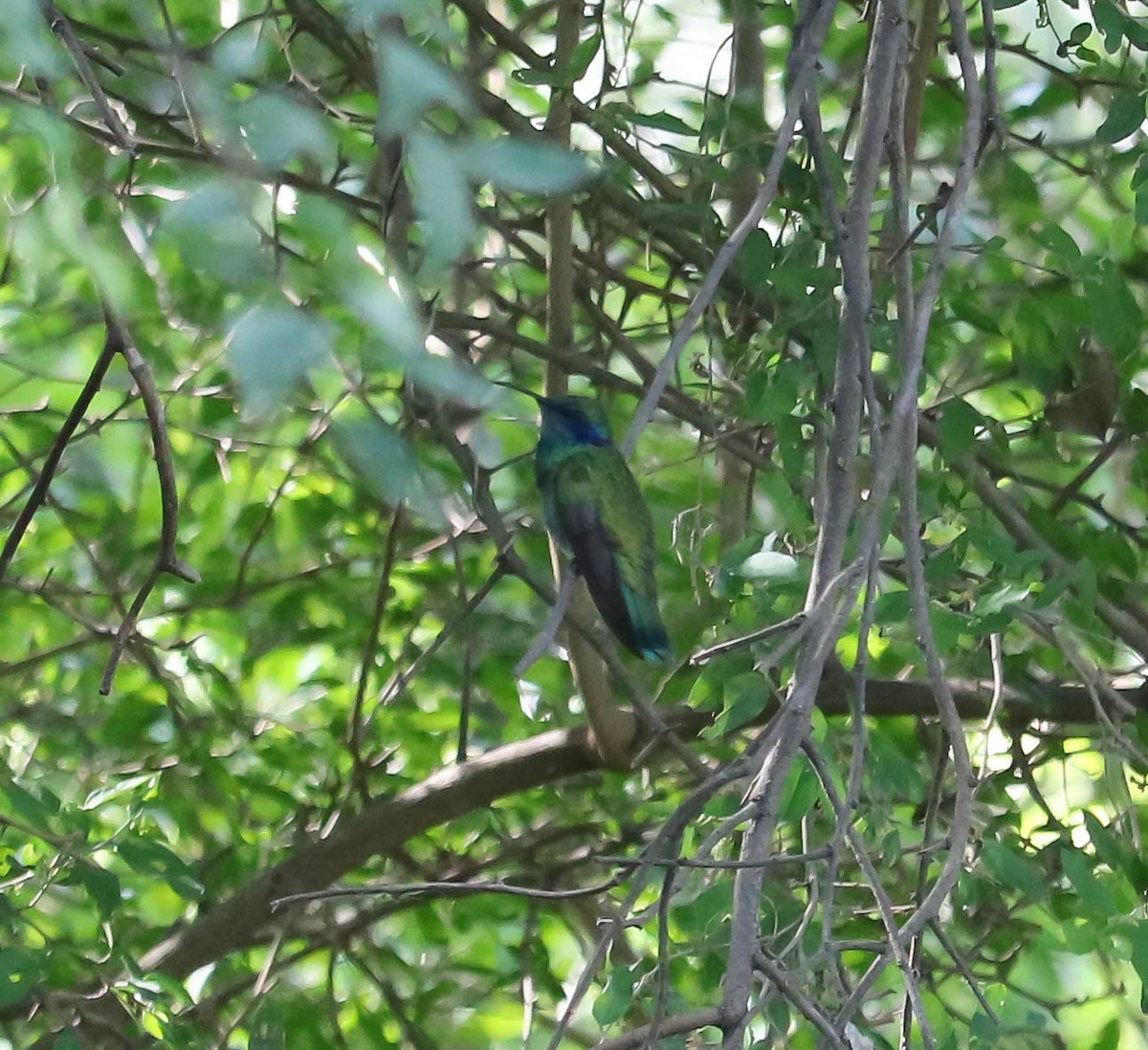 kolibřík zelený - ML104637781