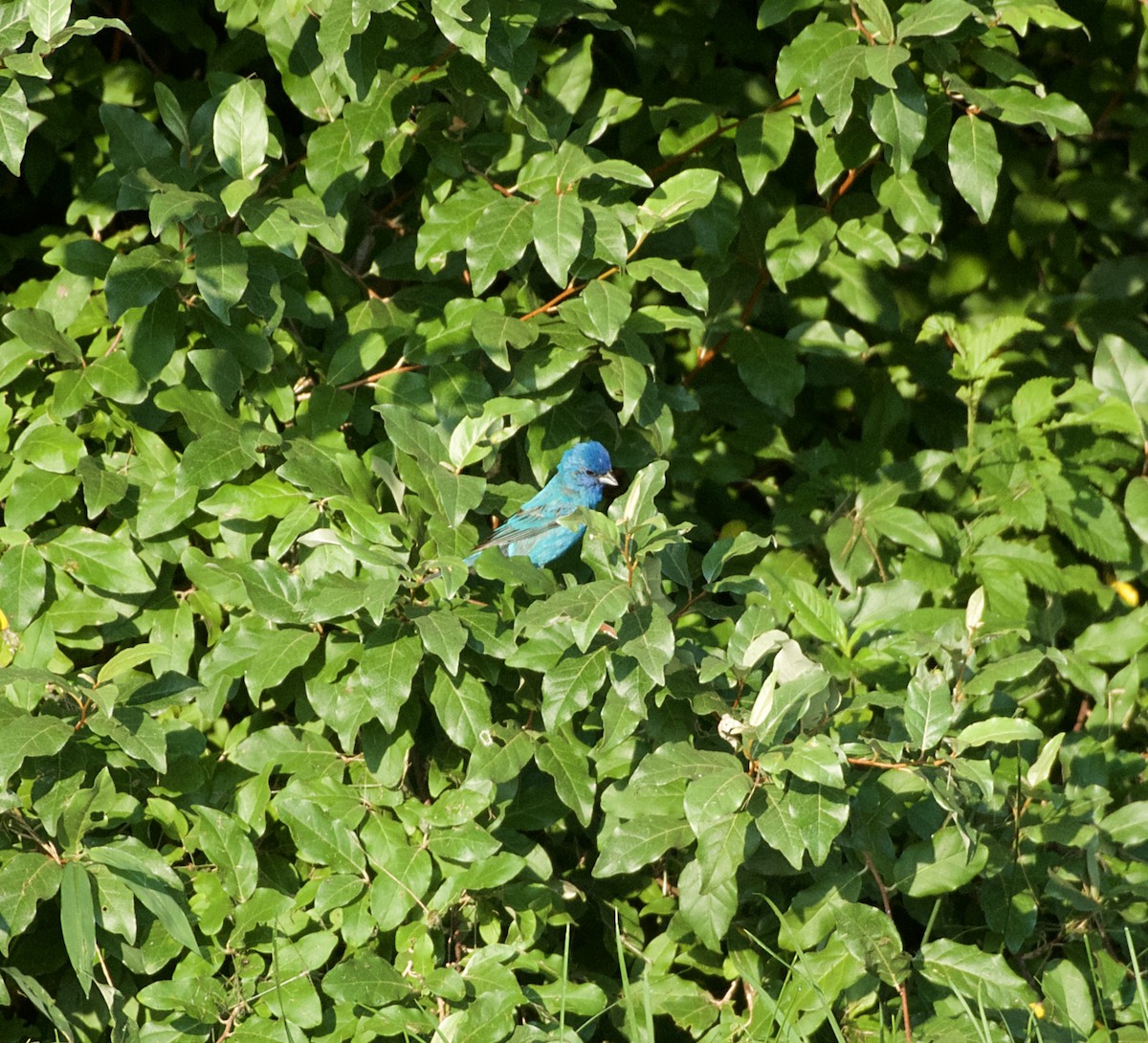 Indigo Bunting - Rickey Shive