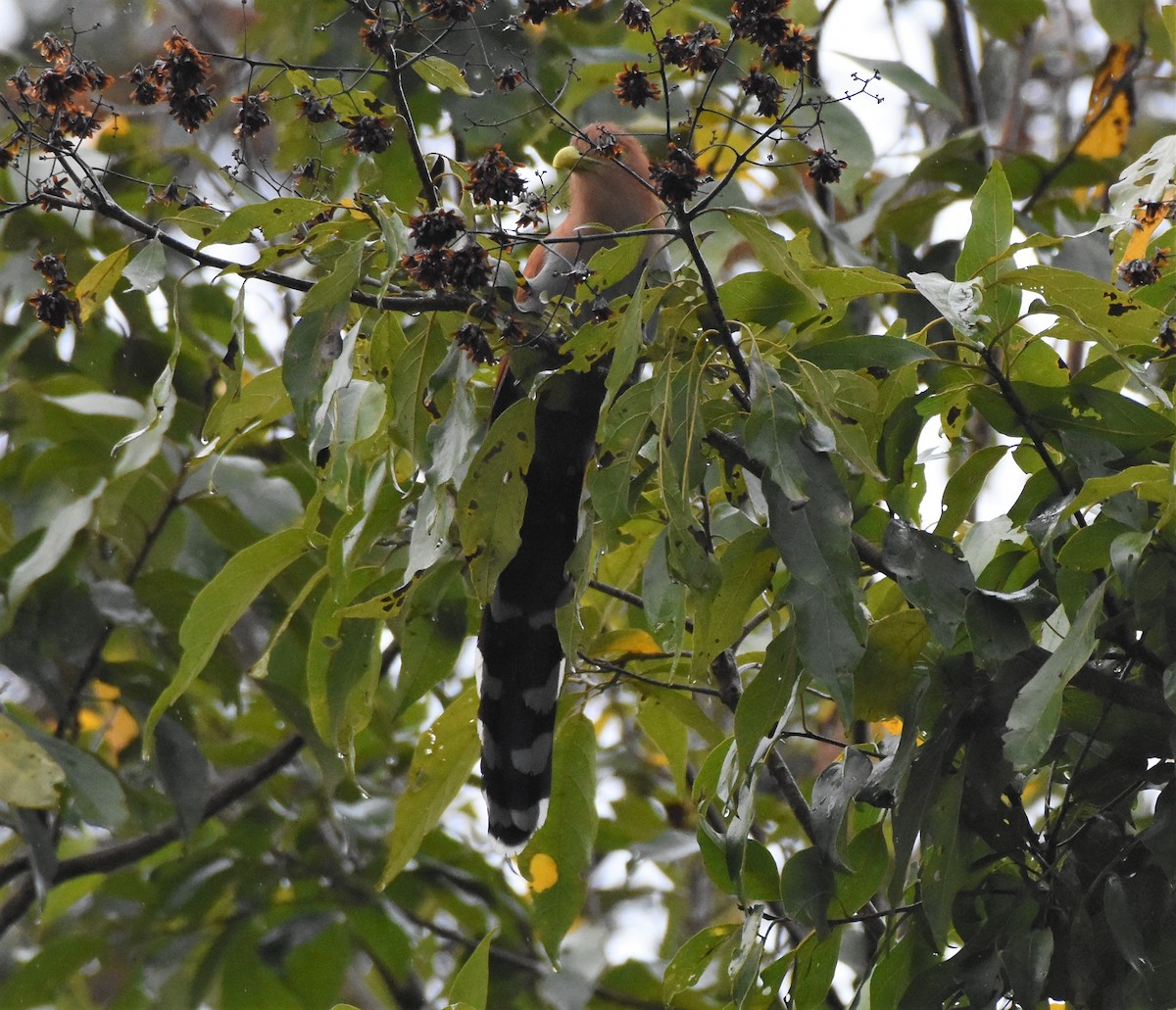 Squirrel Cuckoo - Chris Rohrer