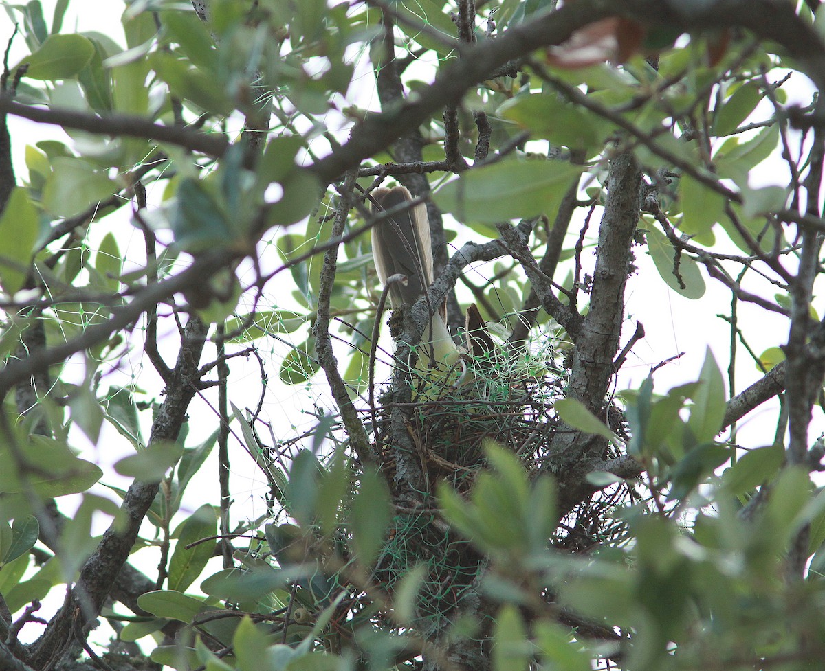 Couch's Kingbird - ML104643121