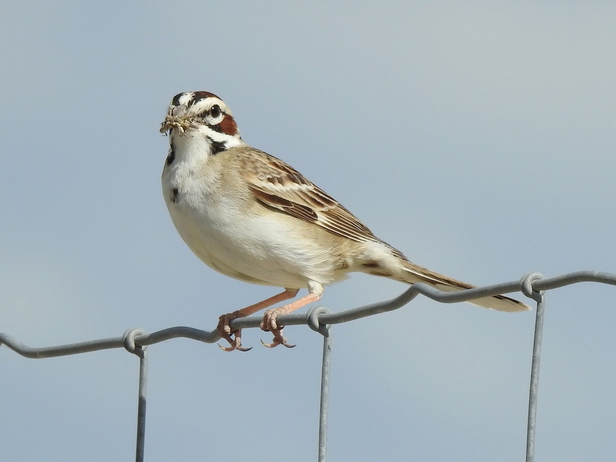 Lark Sparrow - ML104643971