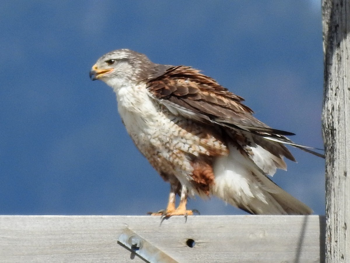 Ferruginous Hawk - Lauri Taylor