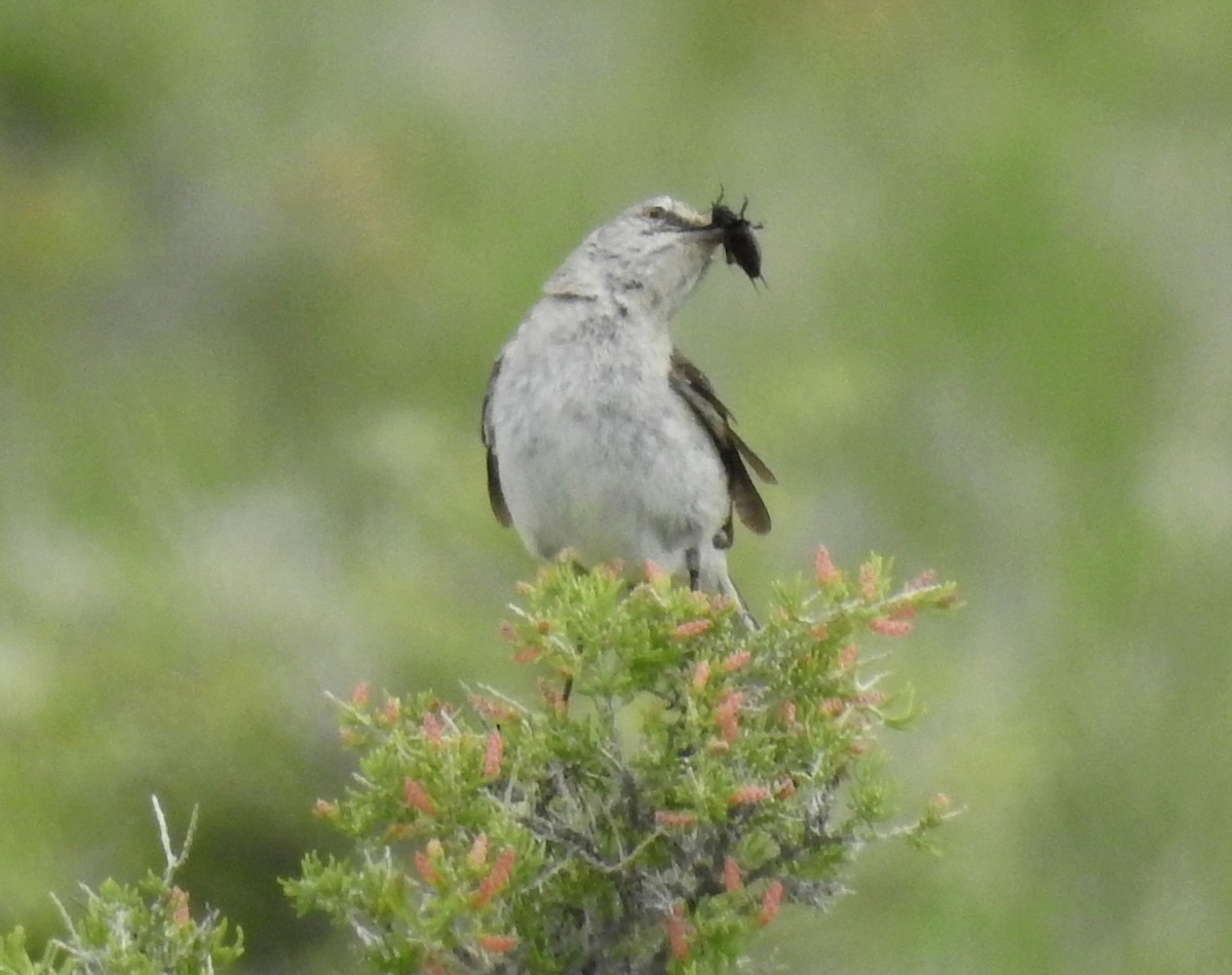 Northern Mockingbird - ML104644421