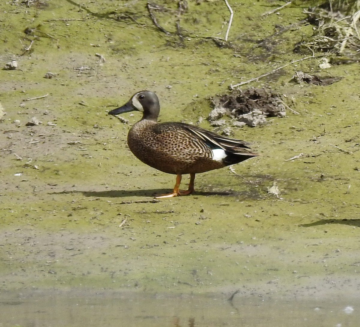 Blue-winged Teal - ML104644661