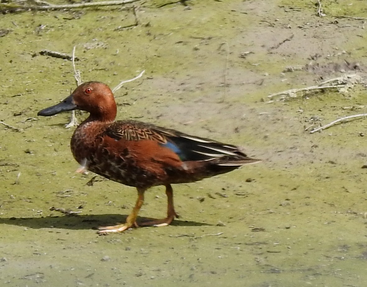 Cinnamon Teal - ML104645011