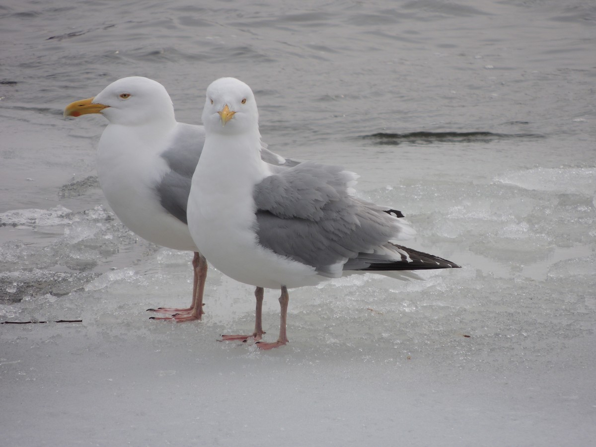 Herring Gull - Karen Etter Hale