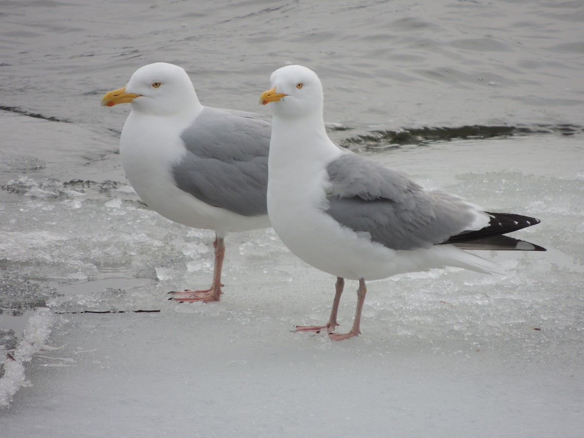 Herring Gull - ML104645551