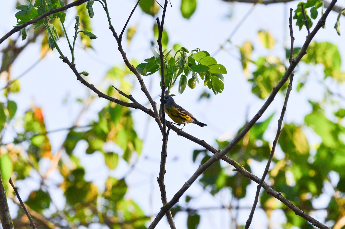 Magnolia Warbler - Nige Hartley