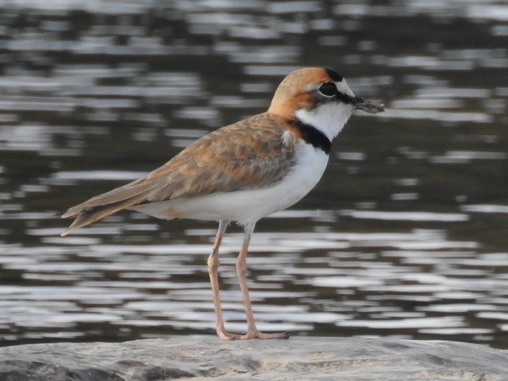 Collared Plover - ML104646981