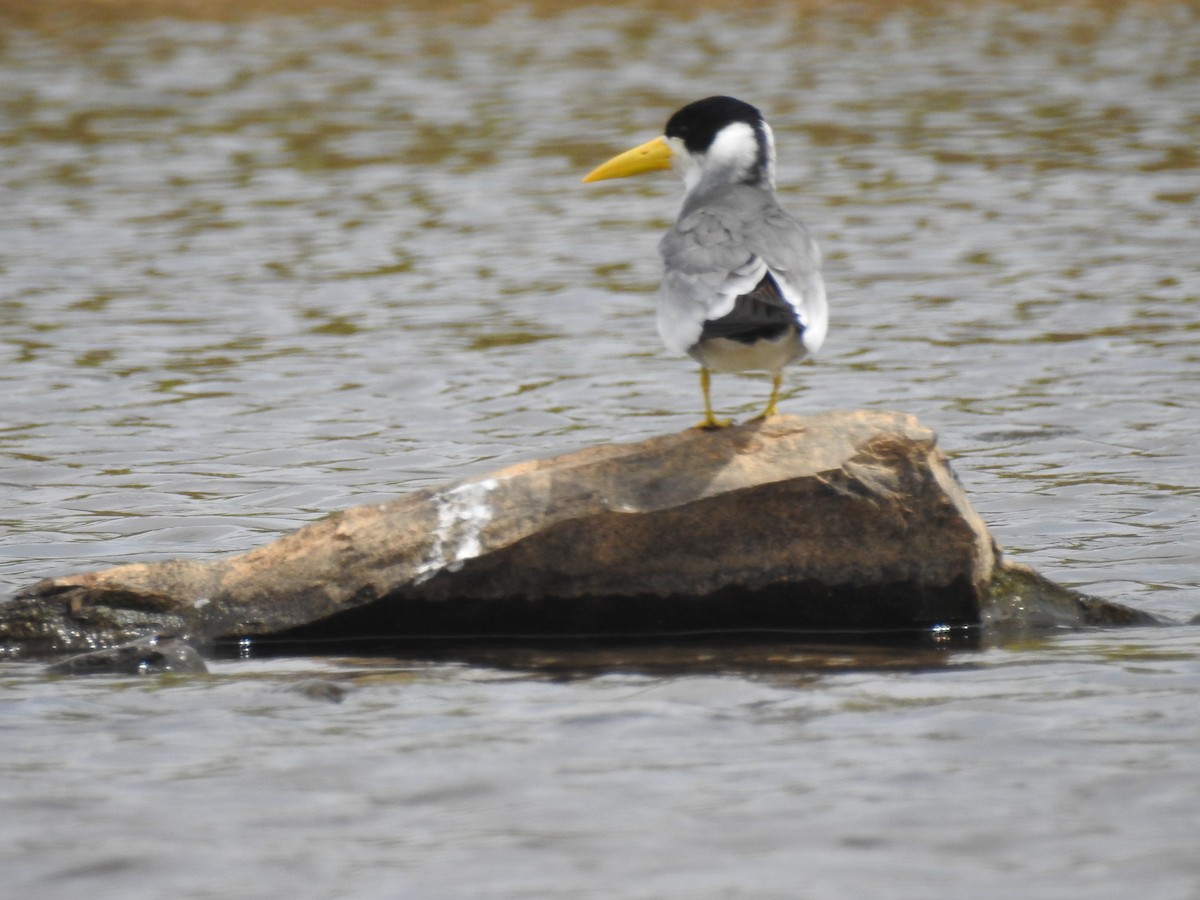 Large-billed Tern - ML104648081