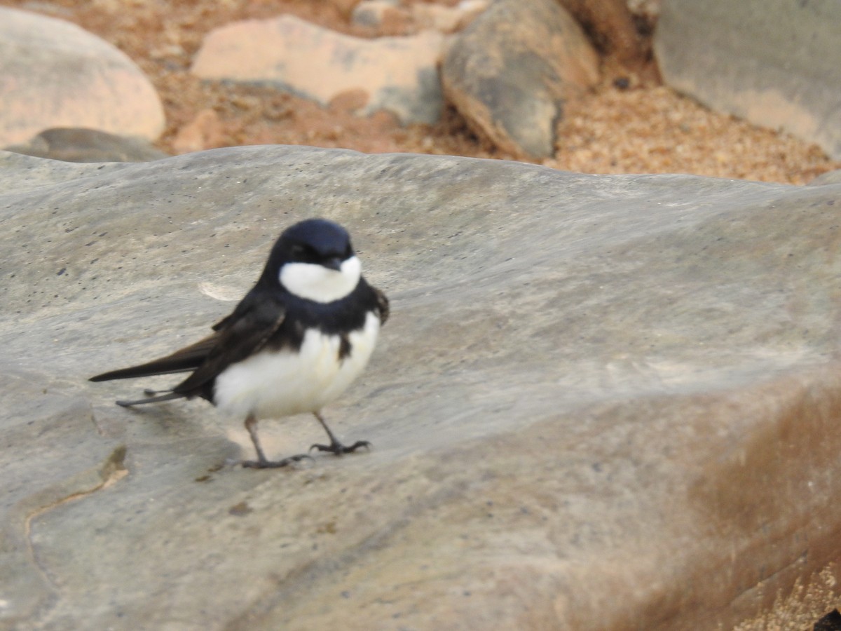 Black-collared Swallow - ML104648301