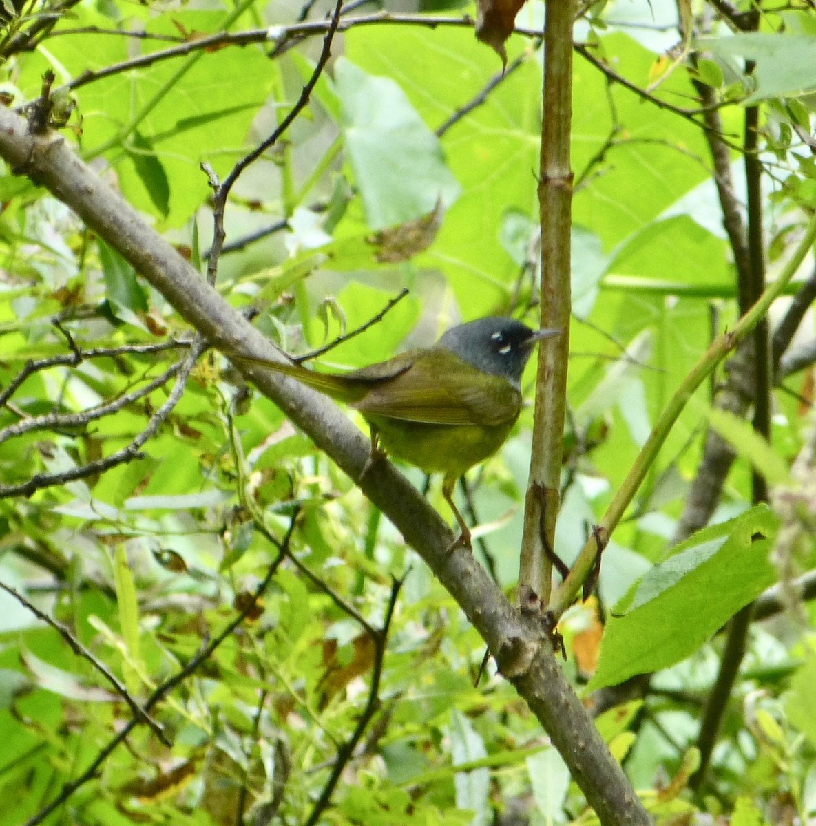 MacGillivray's Warbler - ML104648761