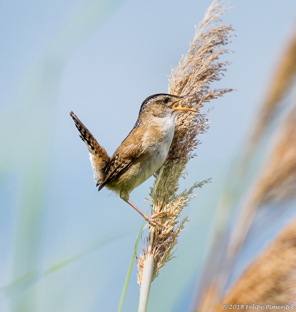 Marsh Wren - ML104651341