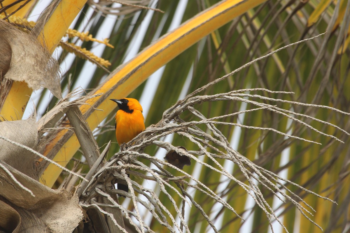 Hooded Oriole - ML104651871