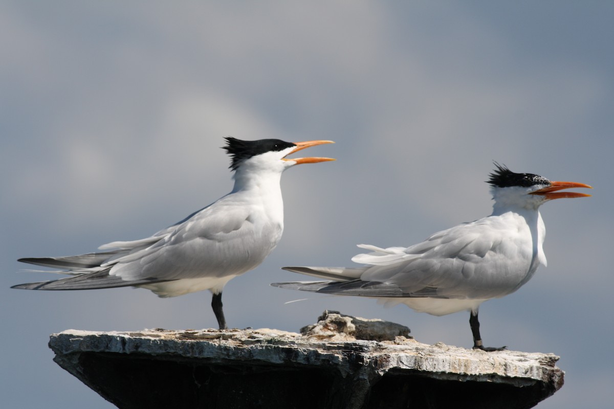 Royal Tern - ML104652031