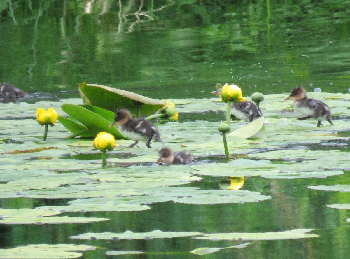 Hooded Merganser - ML104655461