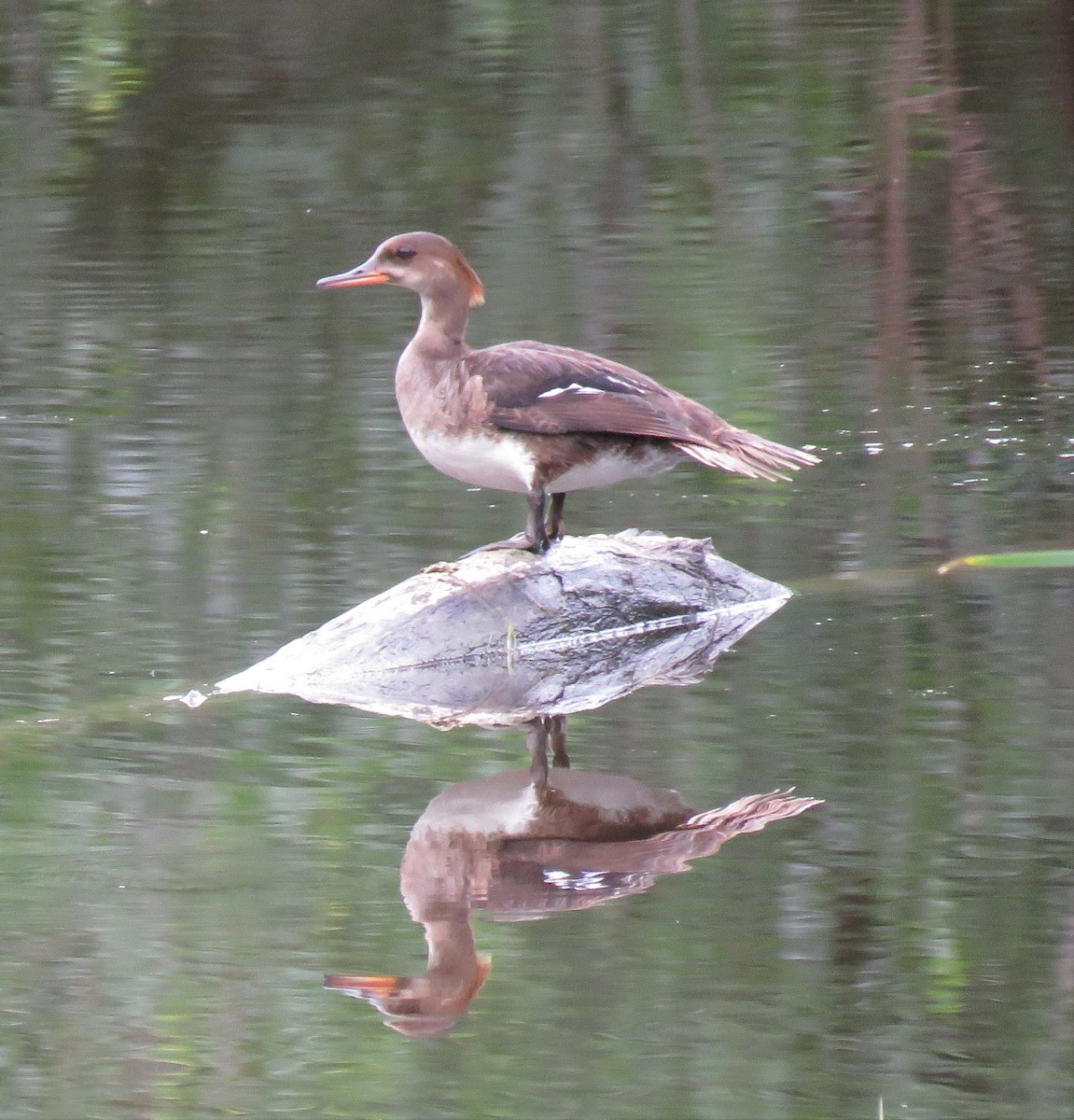 Hooded Merganser - ML104655471