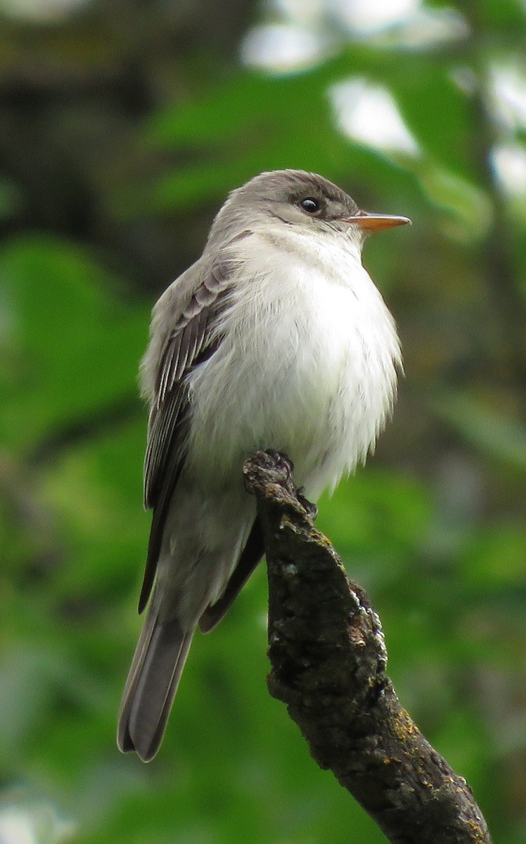 Eastern Wood-Pewee - ML104655751