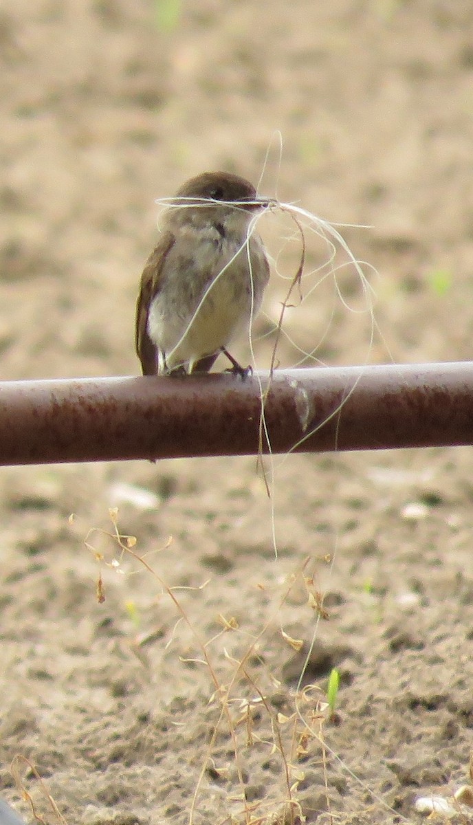 Eastern Phoebe - ML104655831