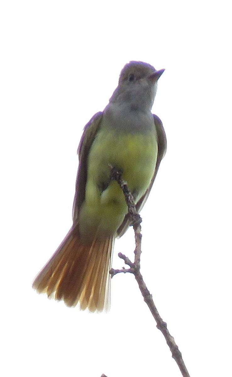 Great Crested Flycatcher - ML104655881
