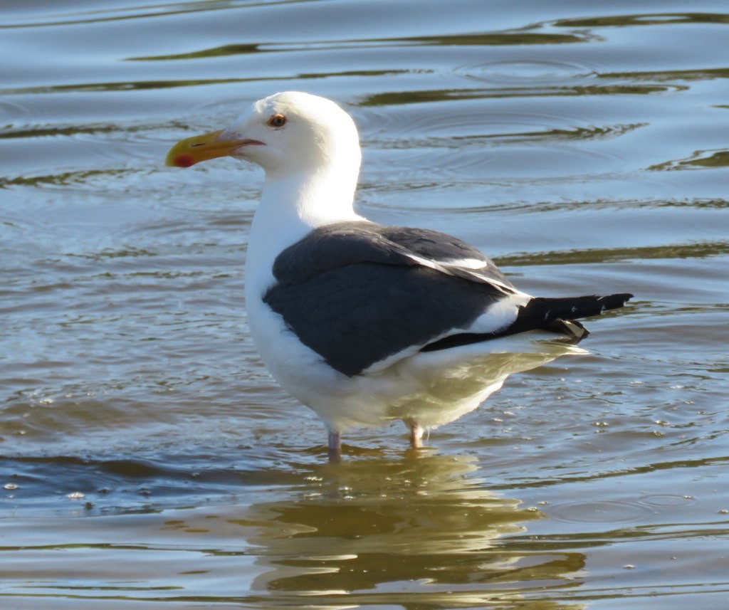 Western Gull - ML104658801