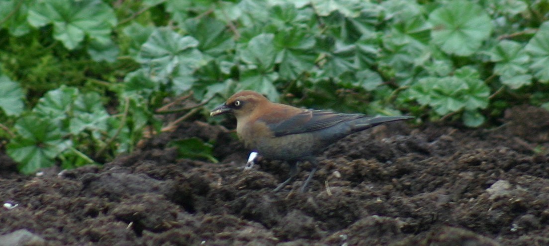 Rusty Blackbird - ML104659551