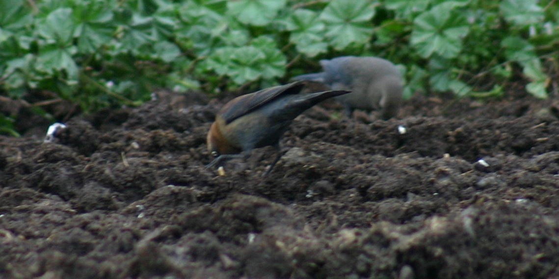 Rusty Blackbird - ML104659561