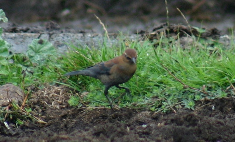 Rusty Blackbird - ML104659571