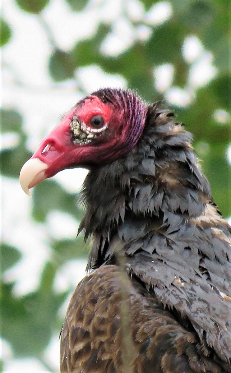 Turkey Vulture - ML104659961