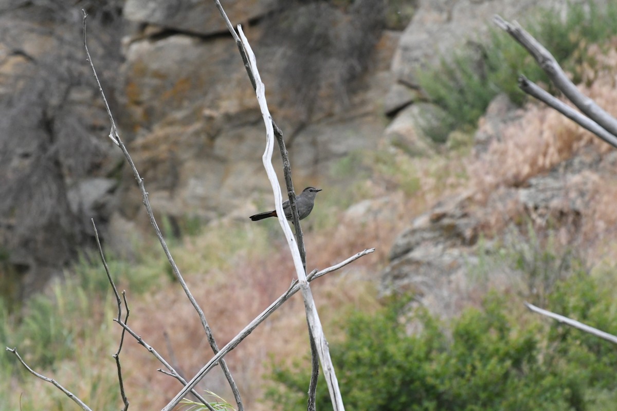 Gray Catbird - ML104660541