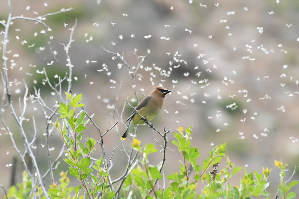 Cedar Waxwing - ML104660651