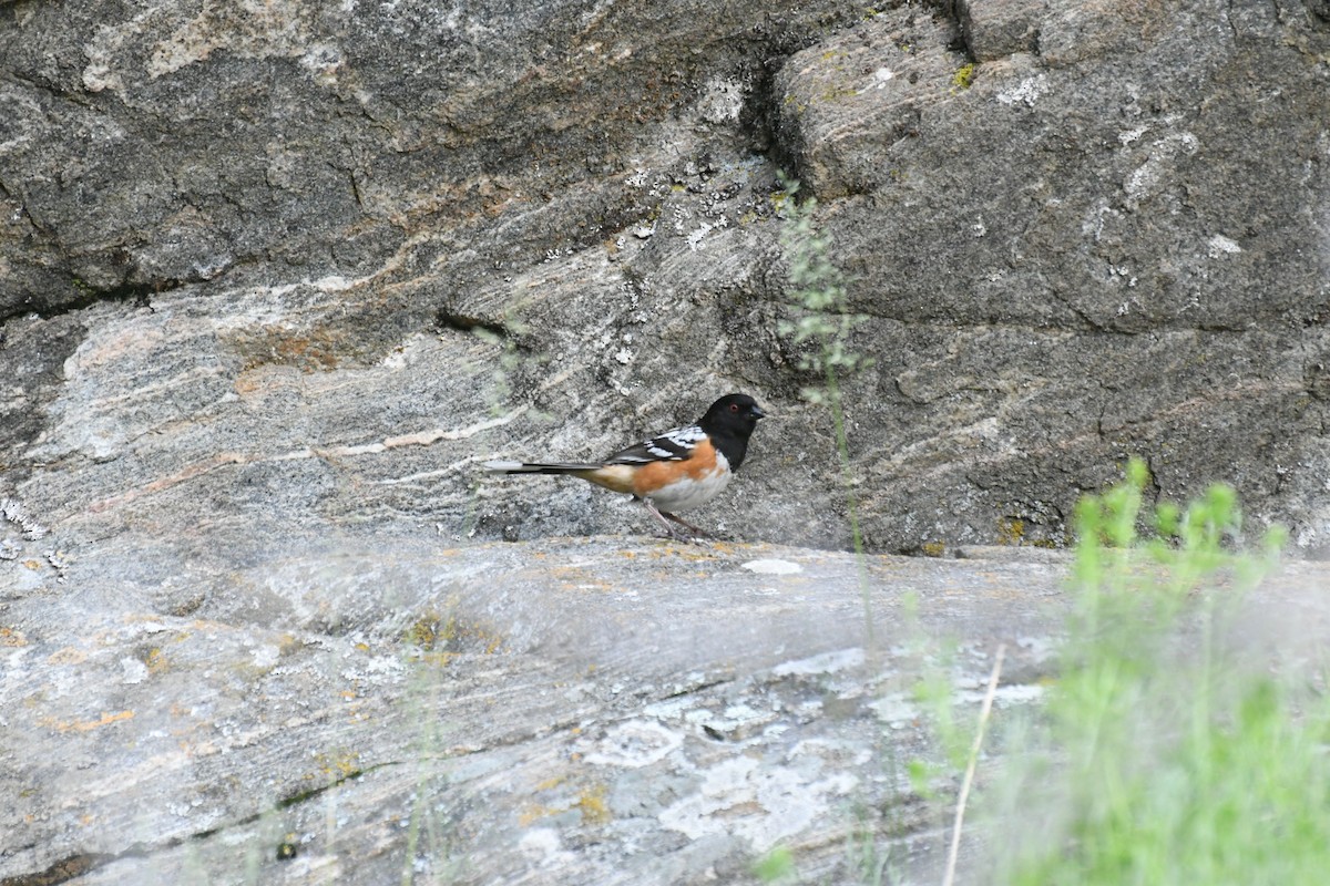 Spotted Towhee - ML104660731