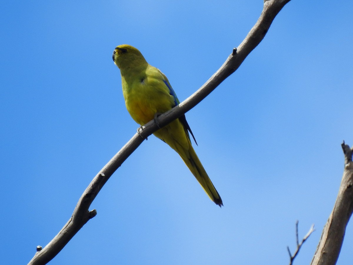 Blue-winged Parrot - ML104660901