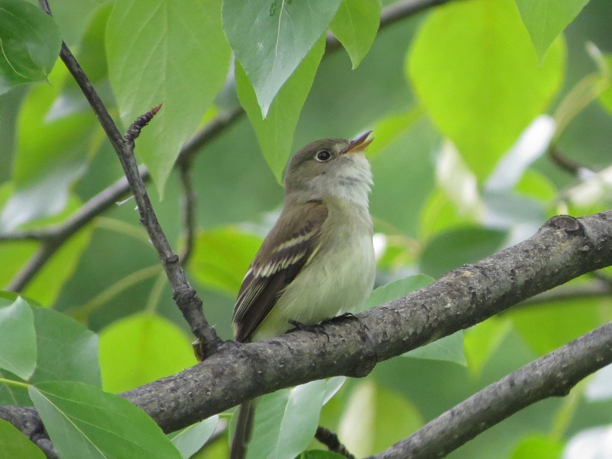 Alder Flycatcher - ML104661021