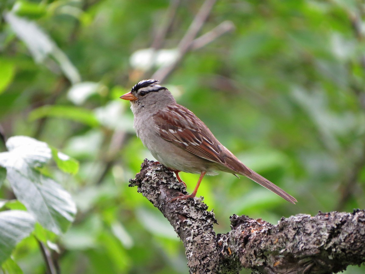 White-crowned Sparrow (Gambel's) - Tom Edell