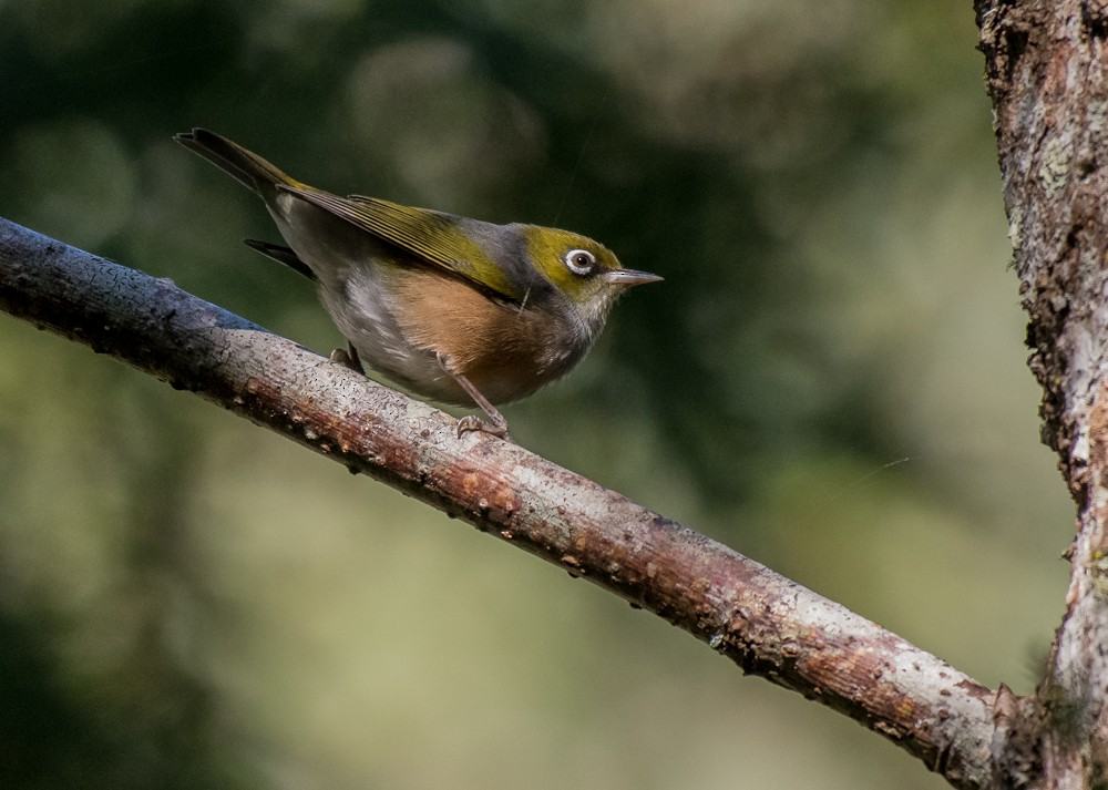 Silvereye - Matteo Grilli