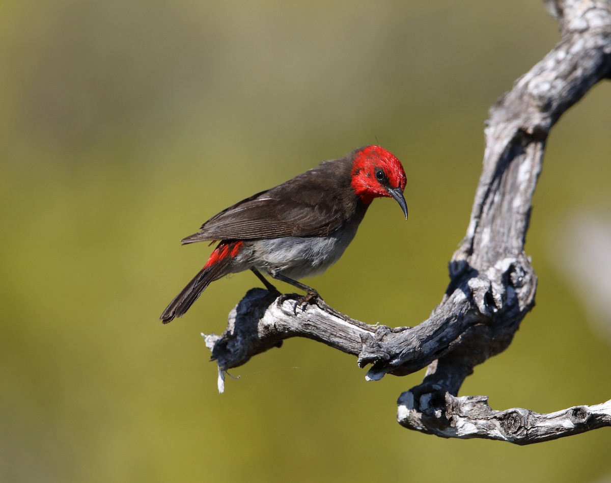 Red-headed Myzomela - ML104668991