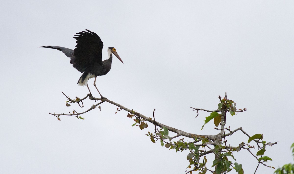 Höckerstorch - ML104670671