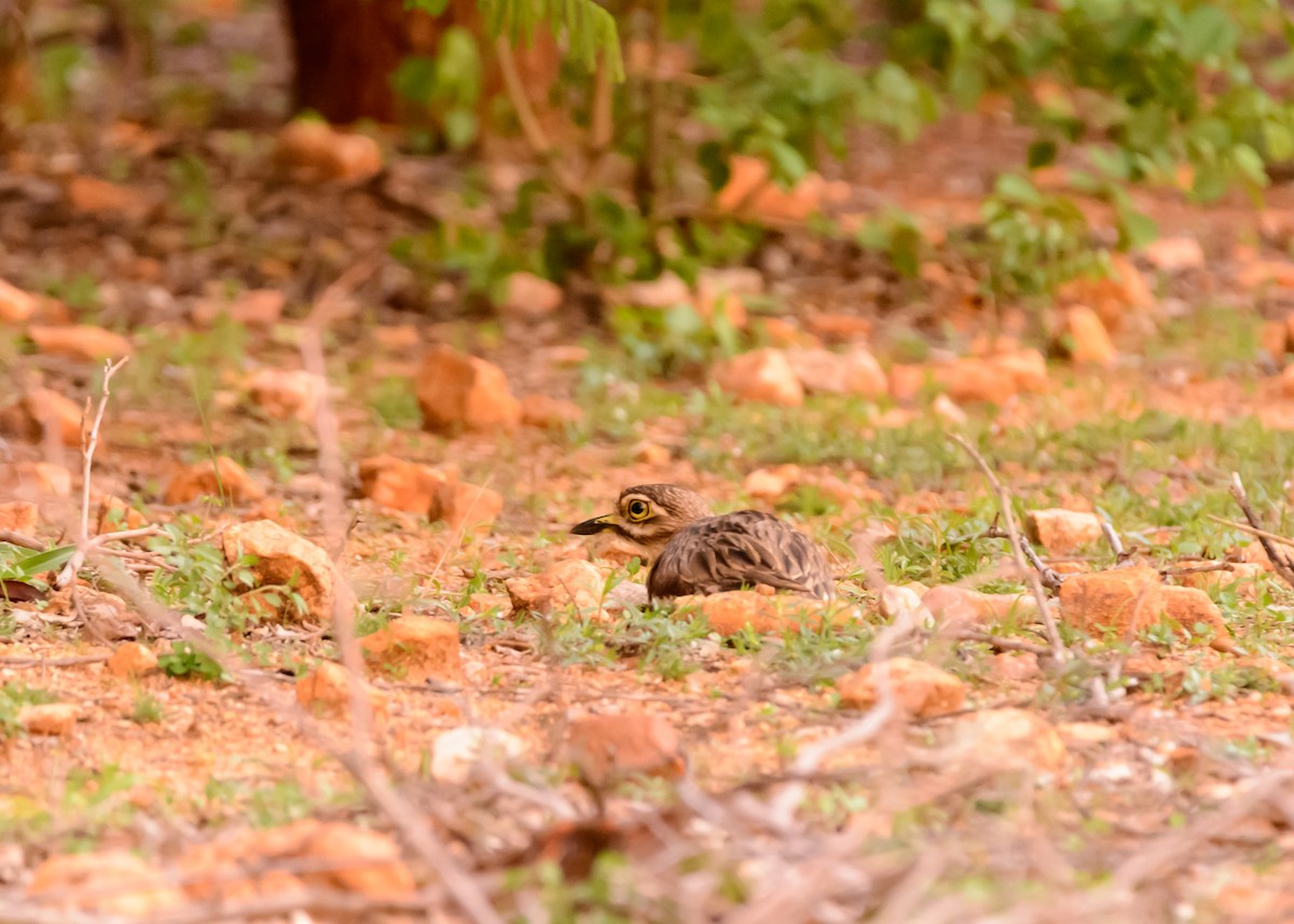 Indian Thick-knee - ML104670701