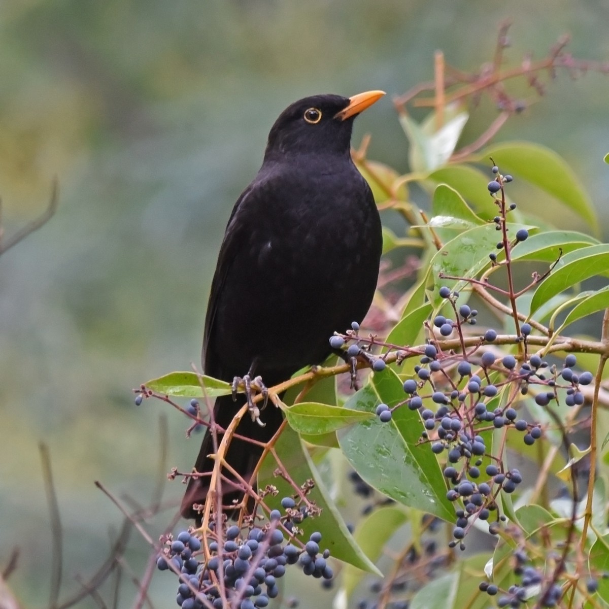 Eurasian Blackbird - ML104670821