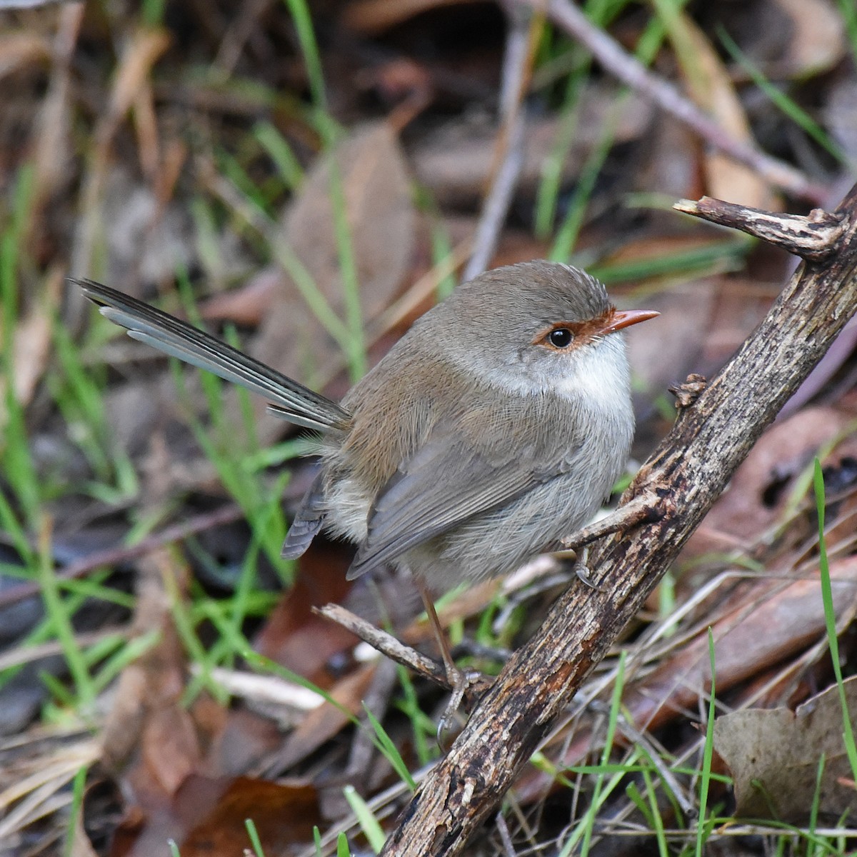 Superb Fairywren - ML104670861